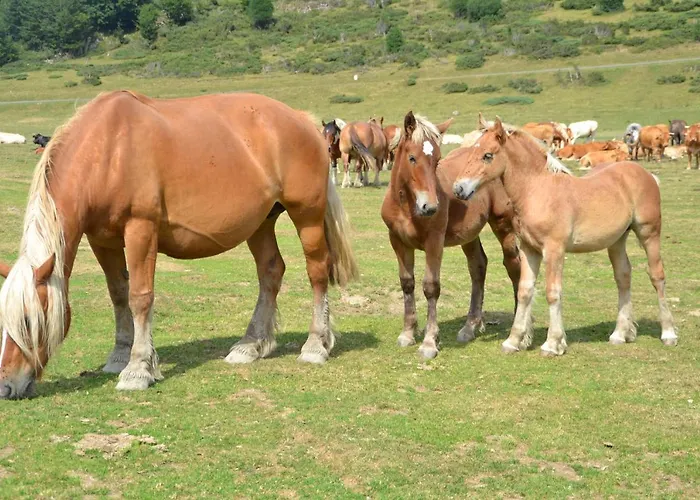 Semesterbostad Maison Marguerite *